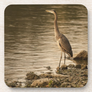Great Blue Heron Untersetzer