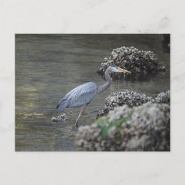 Great Blue Heron unterwegs Postkarte