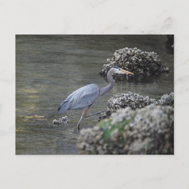 Great Blue Heron unterwegs Postkarte (Vorderseite)
