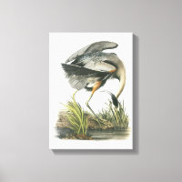 Great Blue Heron von Audubon