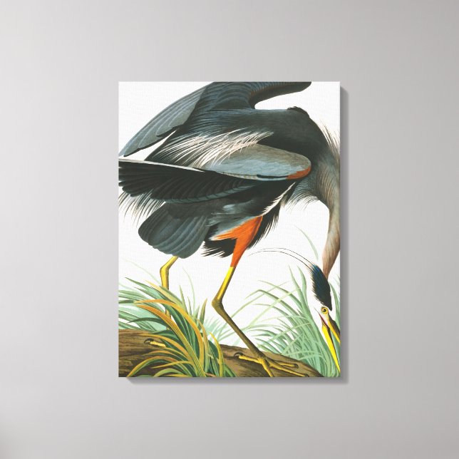 Great Blue Heron von John James Audubon Leinwanddruck (Vorderseite)