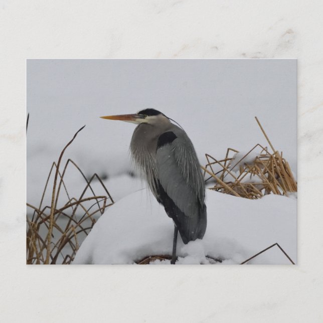 Great Blue Heron Winter Postkarte (Vorderseite)