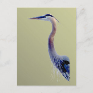 Great Blue Postkarte