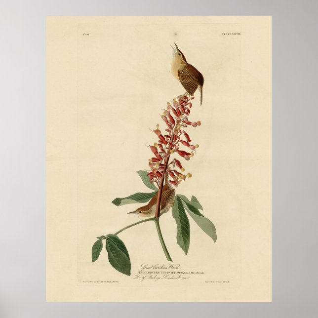 Great Carolina Wren - Audubons Vögel in Amerika Poster (Vorne)