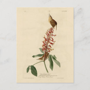 Great Carolina Wren - Audubons Vögel in Amerika Postkarte