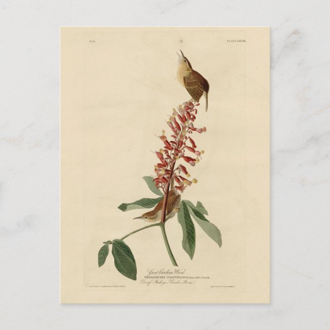 Great Carolina Wren - Audubons Vögel in Amerika Postkarte (Vorderseite)