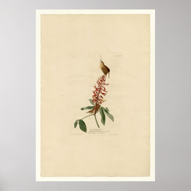 Great Carolina Wren Poster (Vorne)