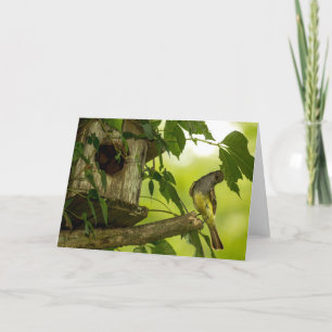 Great Created Flycatcher Karte