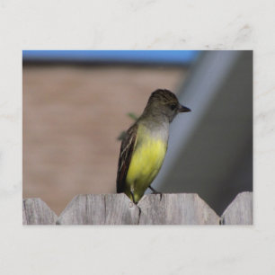 Great Created Flycatcher Postkarte