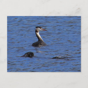 Great Crested Grebe Postkarte