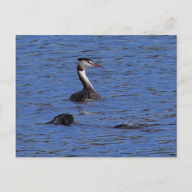 Great Crested Grebe Postkarte (Vorderseite)