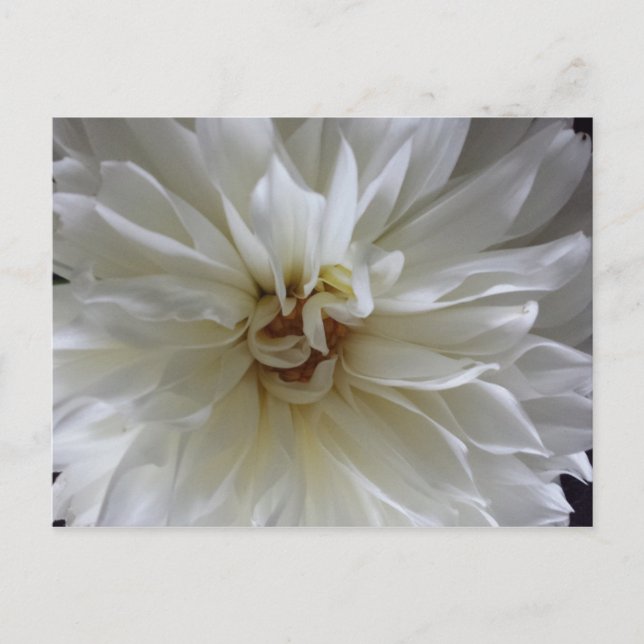 Great Dahlia 1 - gebildeten Brainfart Postkarte (Vorderseite)
