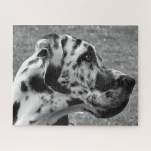 GREAT DANE