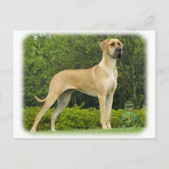 Great Dane 9T088D-027 Postkarte (Vorderseite)