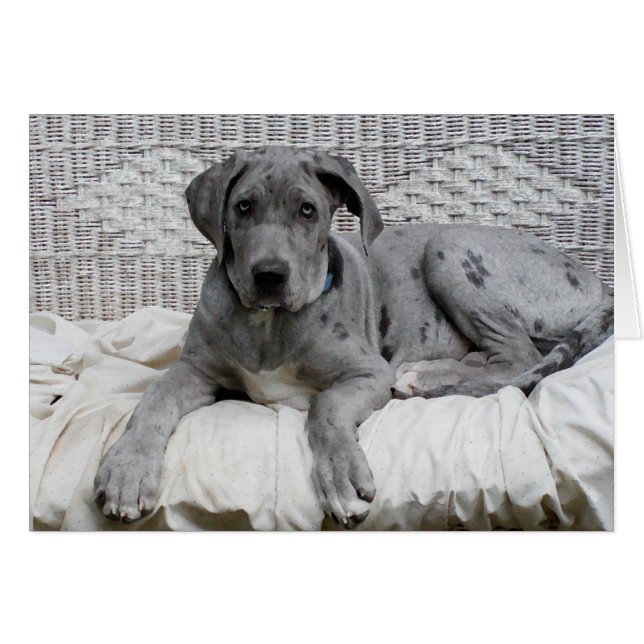 Great Dane Baby Boy "Hero" (Vorderseite (Horizontal))