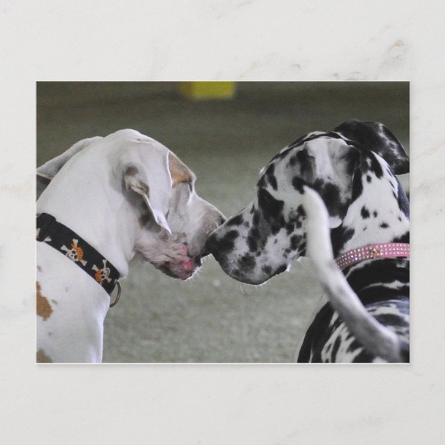 Great Dane Best Friends Postkarte (Vorderseite)