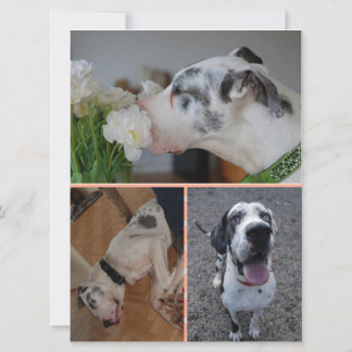 Great Dane Birthday Invitation with 3 Photos Einladung