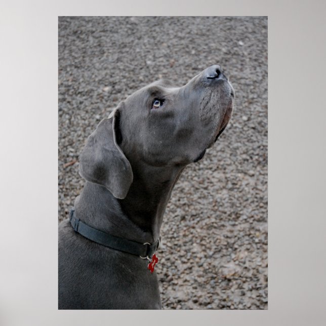 Great Dane Blue Poster (Vorne)