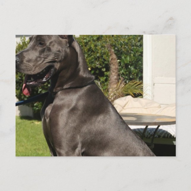 Great Dane Dog Postcard Postkarte (Vorderseite)