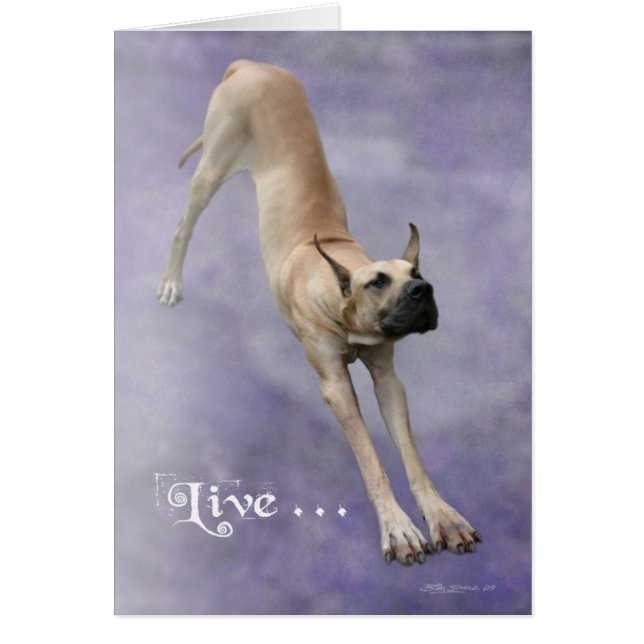 Great Dane 'Duke' (Devant)