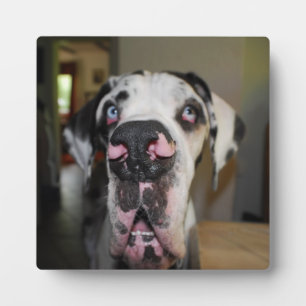 Great Dane Foto Plaque Fotoplatte