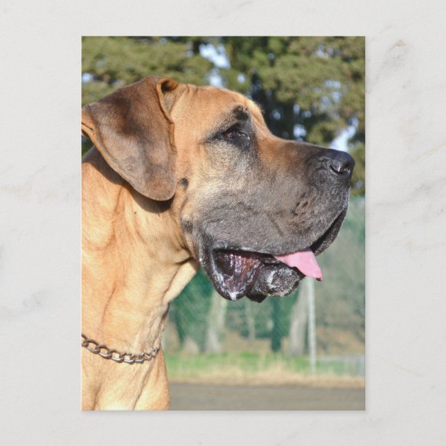 Great Dane Foto Postcard Postkarte (Vorderseite)