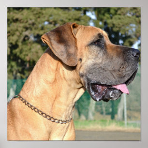 Great Dane Foto Poster