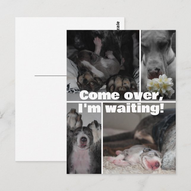 Great Dane Fotografie  Postkarte (Vorne/Hinten)