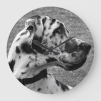 GREAT DANE