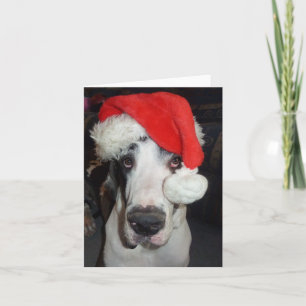 Great Dane 'Gunner' comme carte de voeux Père Noël