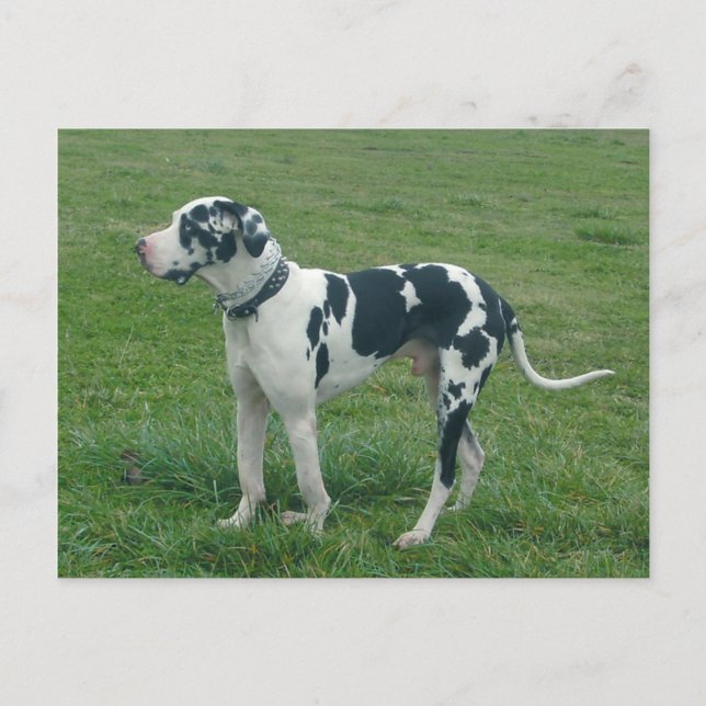 Great Dane Harlequin "Cash" Postkarte (Vorderseite)