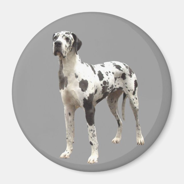 Great Dane Harlequin Magnet (Vorne)