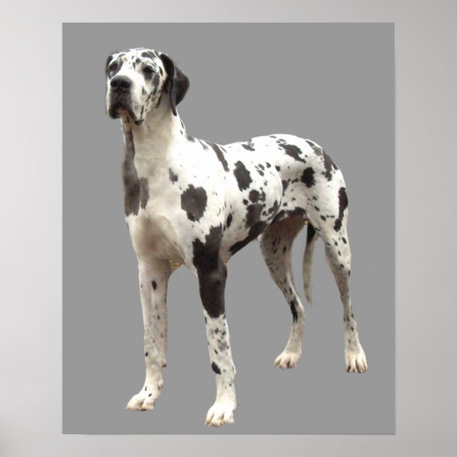 Great Dane Harlequin Print Poster (Vorne)