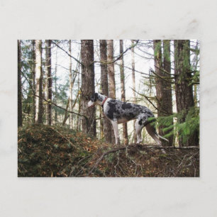 Great Dane Marlie in Woods Postcard Postkarte