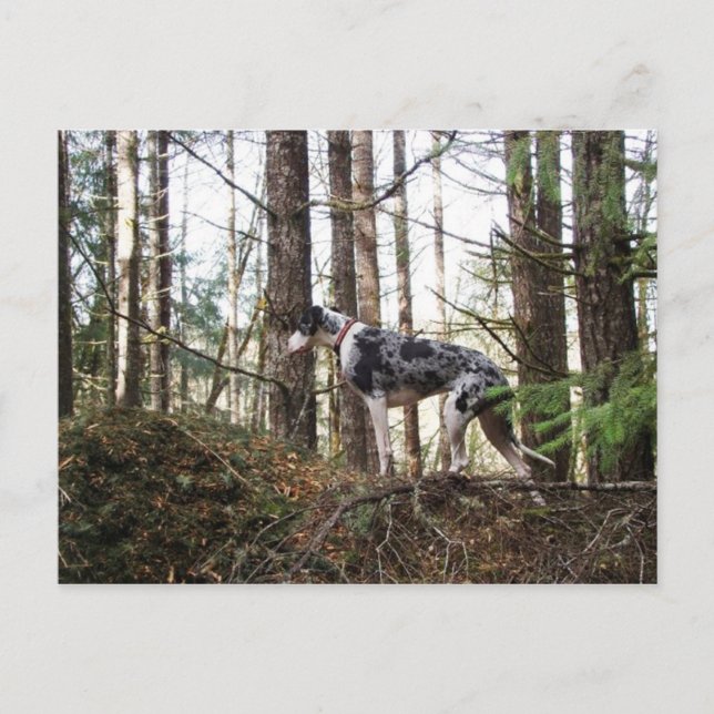 Great Dane Marlie in Woods Postcard Postkarte (Vorderseite)