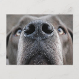 Great Dane Nose Postkarte