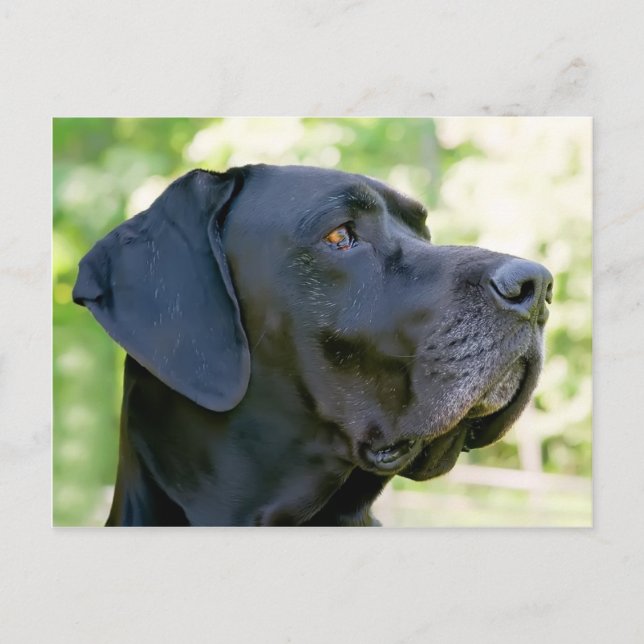 Great Dane Postcard Postkarte (Vorderseite)