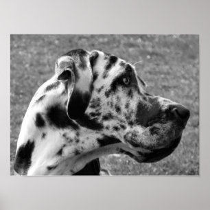 GREAT DANE POSTER