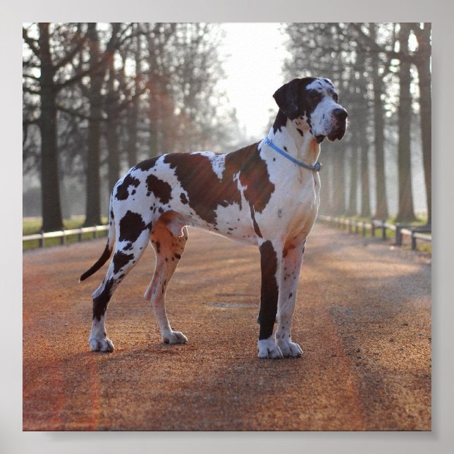Great Dane Poster (Vorne)