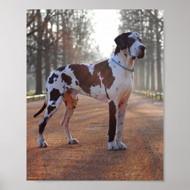 Great Dane Poster (Vorne)