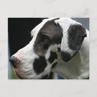 Great Dane Postkarte