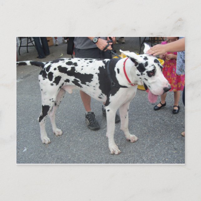 Great Dane Postkarte (Vorderseite)