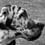 GREAT DANE RECHTECKIGE GÜRTELSCHNALLE<br><div class="desc">A beautiful black and white photographic design of a Great Dane dog.</div>