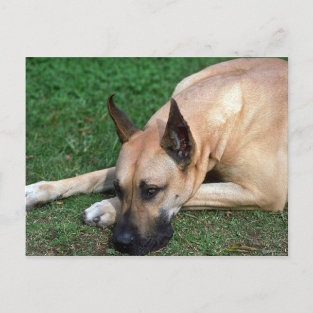 Great Dane Ruhe Postkarte (Vorderseite)