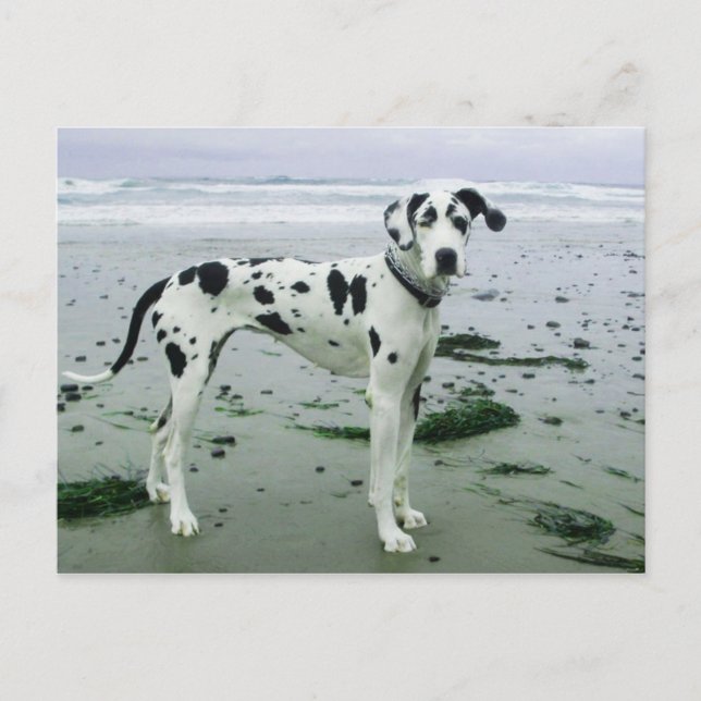 Great Dane Sydney am Strand Postkarte (Vorderseite)