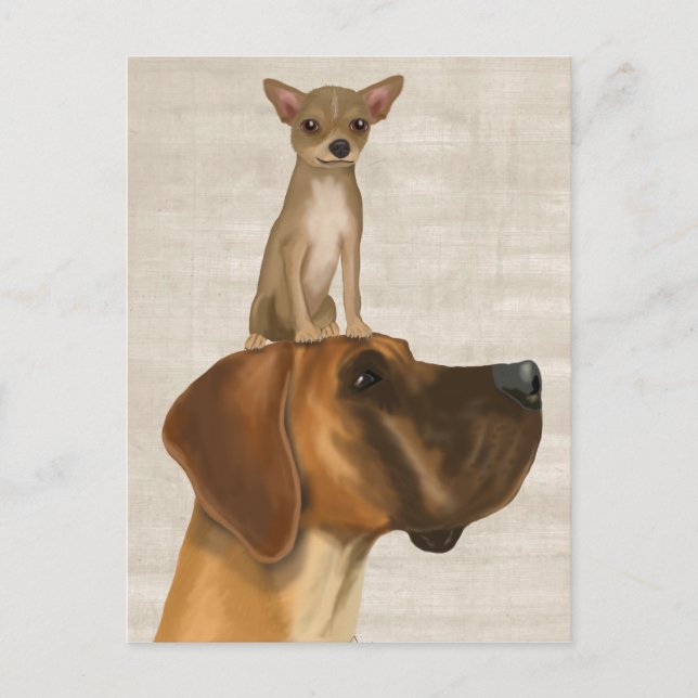 Great Dane und Chihuahua 2 Postkarte (Vorderseite)