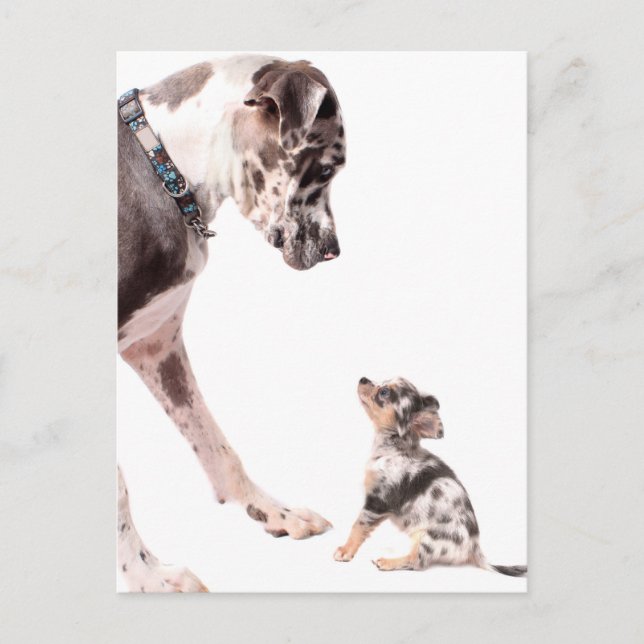 Great Dane und Chihuahua Postkarte (Vorderseite)