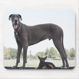 Great dane und kleiner Misch-zucht Hund Mousepad
