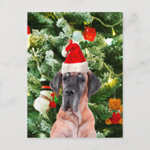 Great Dane Weihnachten