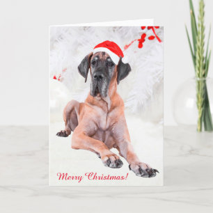 Great Dane Weihnachten